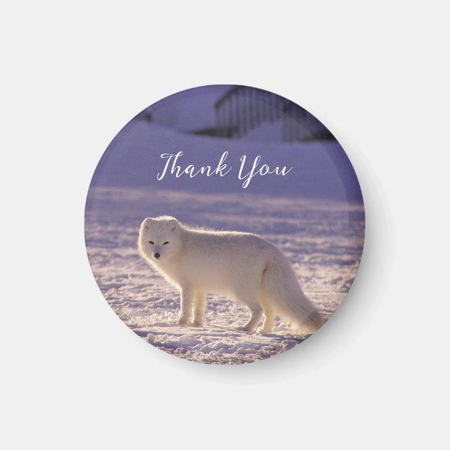 Cute White Arctic Fox Snow Winter Photography Magnet (Front)