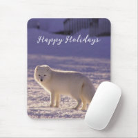 Cute White Arctic Fox Snow Winter Photography