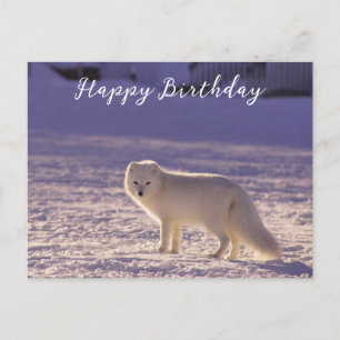 Cute White Arctic Fox Snow Winter Photography Postcard
