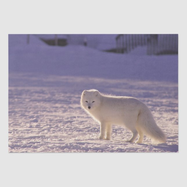 Cute White Arctic Fox Snow Winter Photography Tissue Paper (Front)
