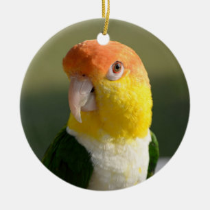 Cute White Bellied Caique Parrot Ceramic Ornament