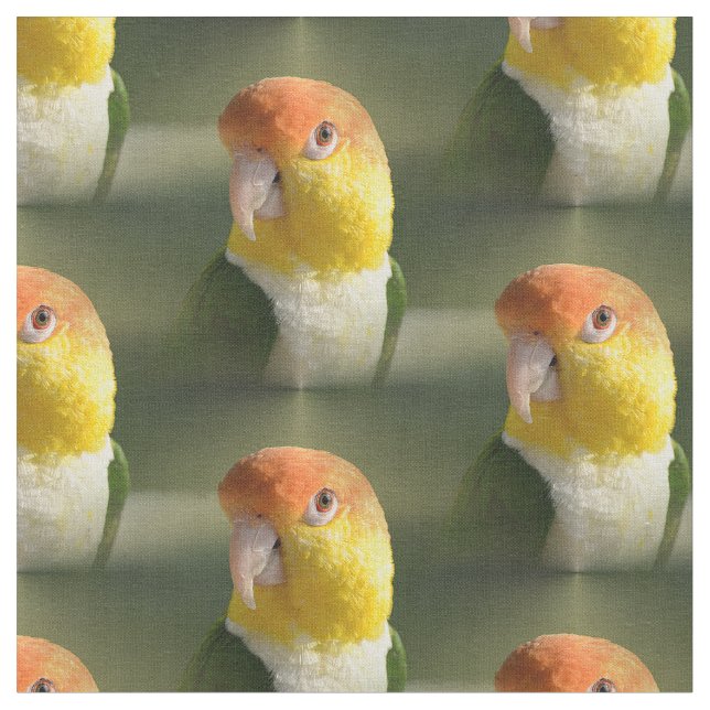 Cute White Bellied Caique Parrot Fabric (Close Up)