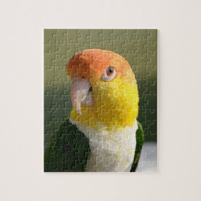Cute White Bellied Caique Parrot Jigsaw Puzzle (Vertical)