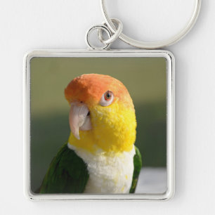 Cute White Bellied Caique Parrot Key Ring