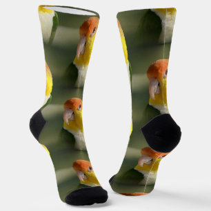 Cute White Bellied Caique Parrot Socks