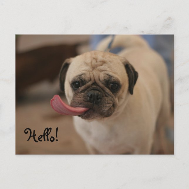 Cute White Bulldog Hello Postcard (Front)