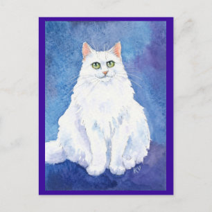 Cute white cat or kitten postcard
