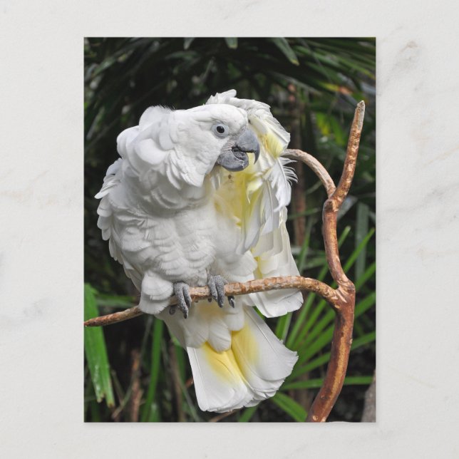 Cute white cockatiel postcard (Front)