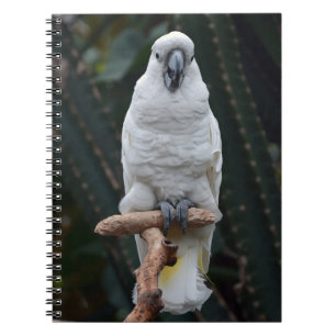 Cute white cockatoo       notebook