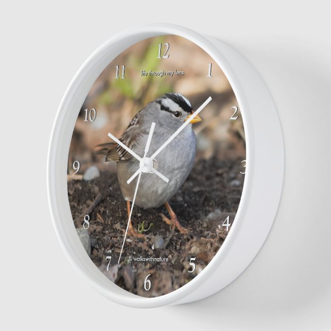 Cute White-Crowned Sparrow Songbird in Winter Sun Clock (Angle)