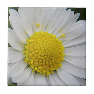 Cute, white daisy ceramic tile