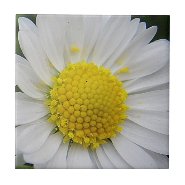 Cute, white daisy ceramic tile (Front)