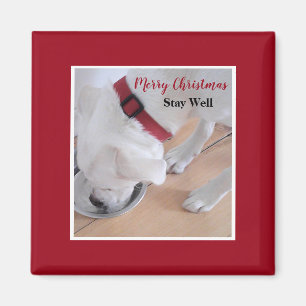 Cute White Dog Drinking Water Red Christmas Square Magnet