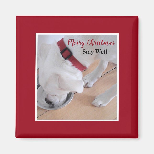 Cute White Dog Drinking Water Red Christmas Square Magnet (Front)