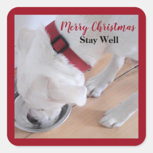 Cute White Dog Drinking Water Red Christmas Square Sticker