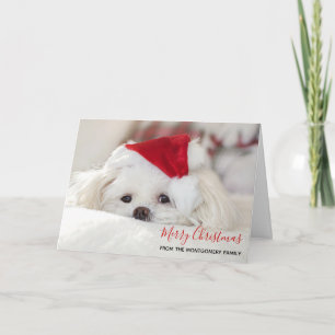 Cute White Dog in a Red Christmas Hat Card