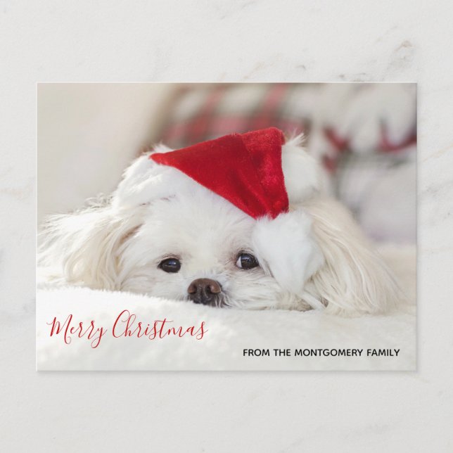 Cute White Dog in a Red Christmas Hat Holiday Postcard (Front)