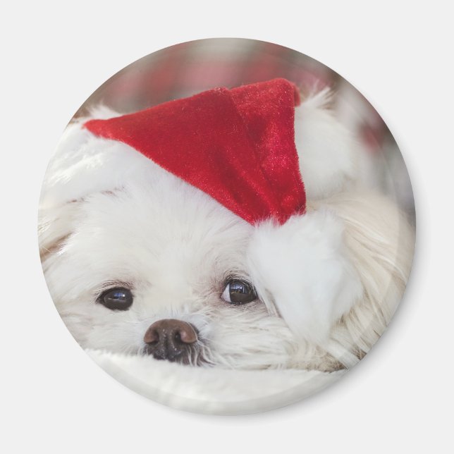 Cute White Dog in a Red Christmas Hat Magnet (Front)