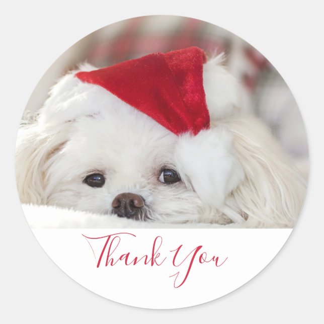 Cute White Dog in a Red Christmas Hat Thank You Classic Round Sticker (Front)
