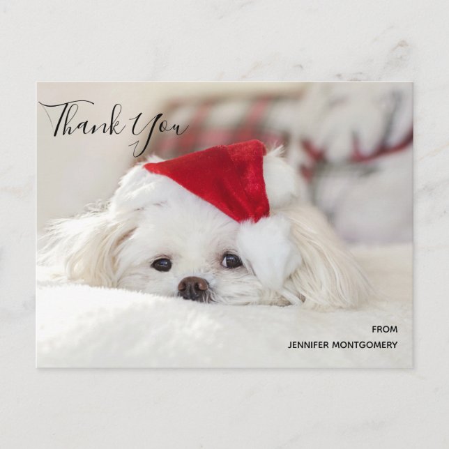 Cute White Dog in a Red Christmas Hat Thank You Postcard (Front)