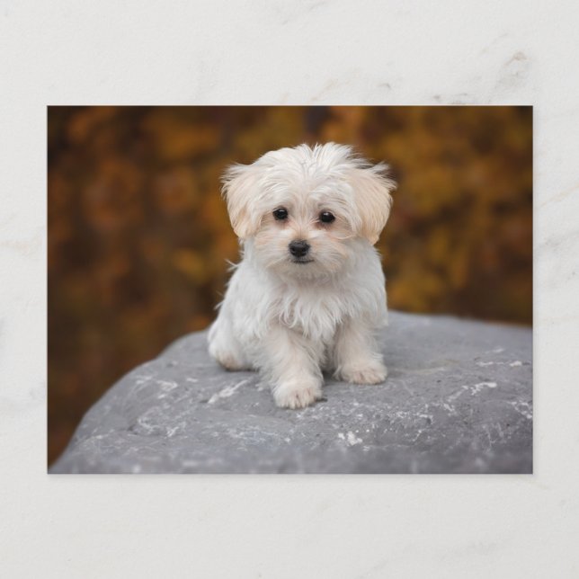 Cute White Dog Postcard (Front)