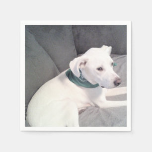 Cute White Dog Wearing Green Scarf on Grey Blanket Napkin