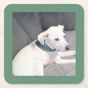 Cute White Dog Wearing Green Scarf on Grey Blanket Square Paper Coaster