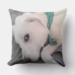 Cute White Dog Wearing Green Scarf Shamrock Clover Cushion