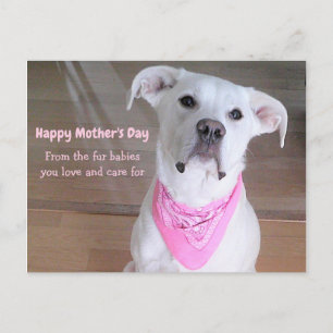 Cute White Dog Wearing Pink Scarf Mother's Day Pos Postcard