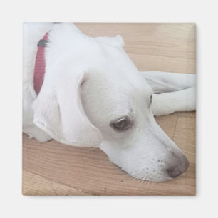 Cute White dog Wearing Red Collar Christmas Magnet
