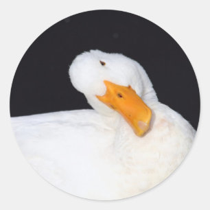 Cute, White Duck Stickers