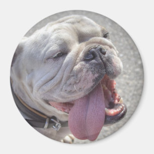 Cute White English Bulldog Magnet