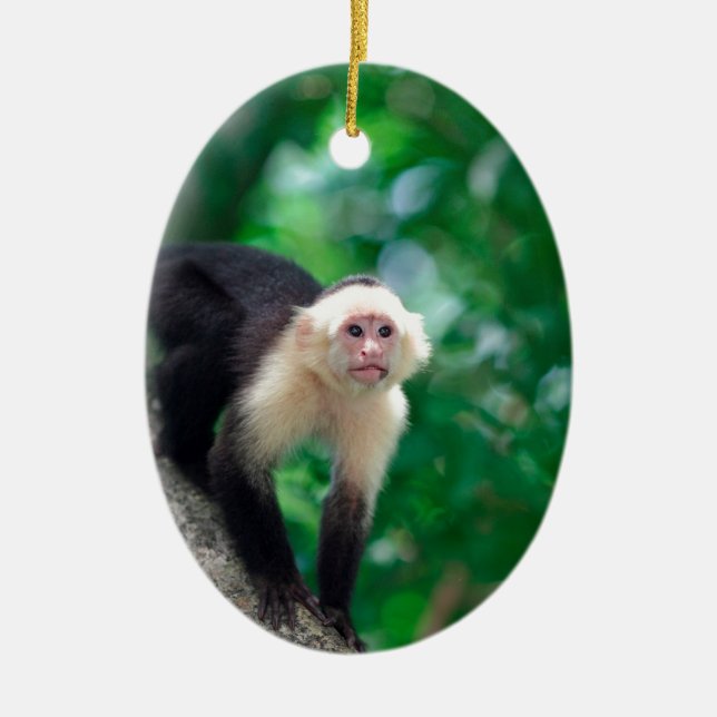 Cute white faced capuchin monkey Nicaragua Ceramic Ornament (Front)