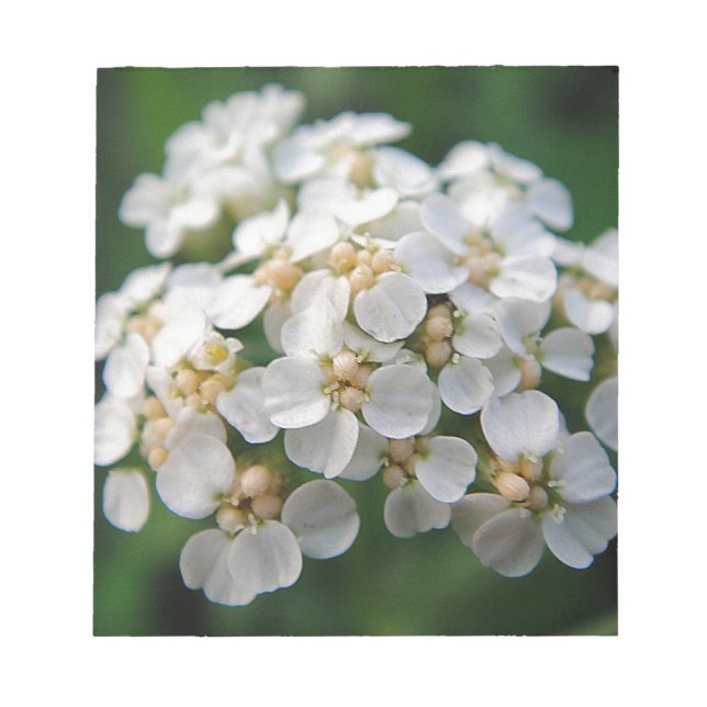 Cute white flowers notepad (Front)