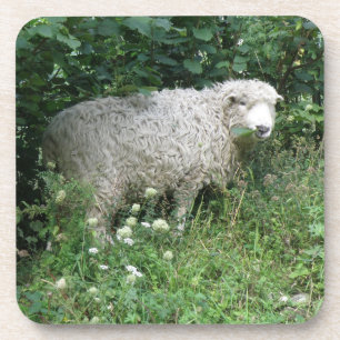 Cute White Fluffy Sheep Eating Cork Coaster