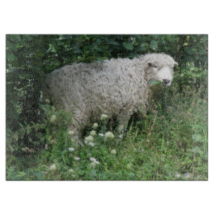 Cute White Fluffy Sheep Eating Cutting Board