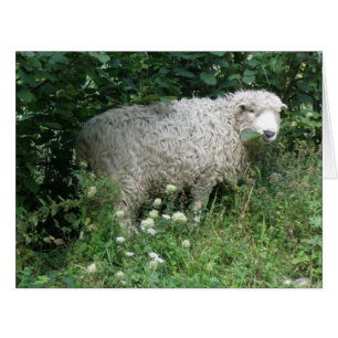 Cute White Fluffy Sheep Eating Giant Greeting Card