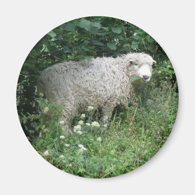Cute White Fluffy Sheep Eating Magnet (Front)
