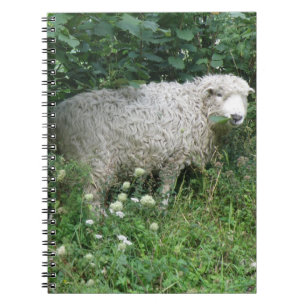 Cute White Fluffy Sheep Eating Notebook