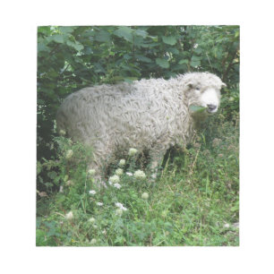 Cute White Fluffy Sheep Eating Notepad