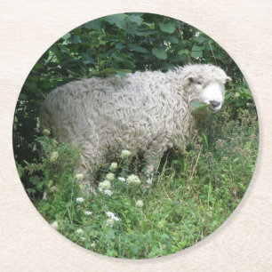Cute White Fluffy Sheep Eating Paper Coasters