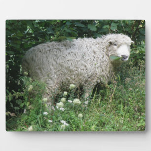 Cute White Fluffy Sheep Eating Plaque