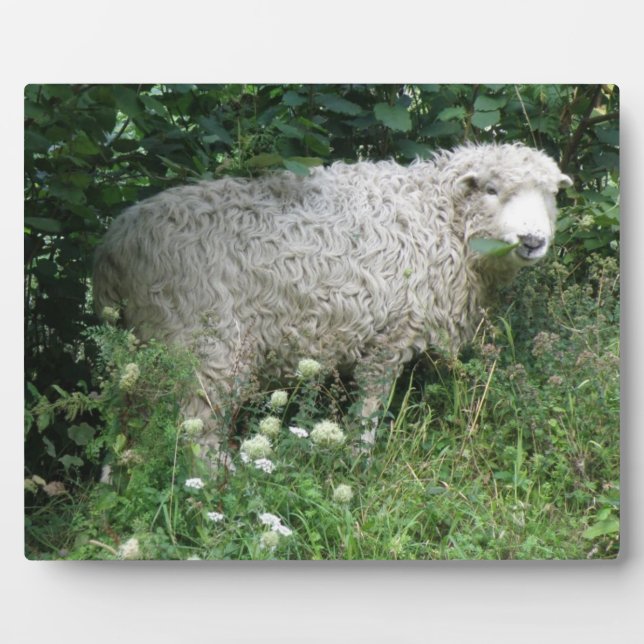 Cute White Fluffy Sheep Eating Plaque (Front)
