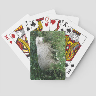 Cute White Fluffy Sheep Eating Playing Cards