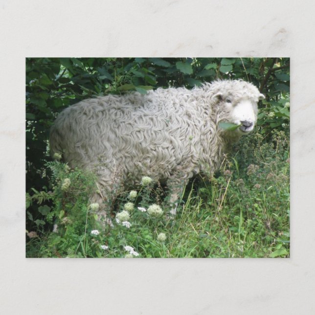 Cute White Fluffy Sheep Eating Postcard (Front)