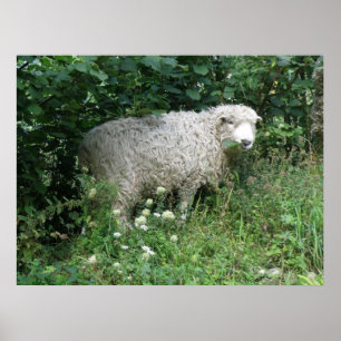 Cute White Fluffy Sheep Eating Print