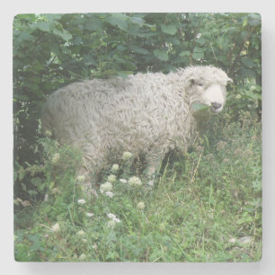 Cute White Fluffy Sheep Eating Stone Coaster