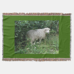 Cute White Fluffy Sheep Eating Throw Blanket