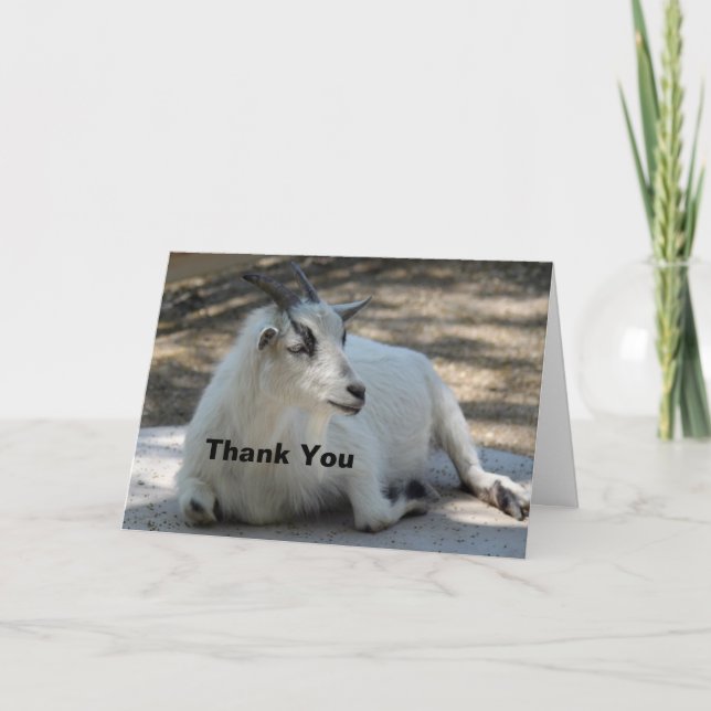 Cute White Goat Laying Photo Thank You Card (Front)