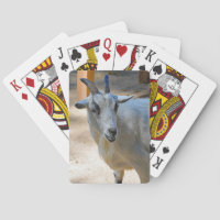 Cute White Goat Photo